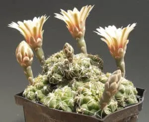 mini cactus_Gymnocalycium amerhauseri