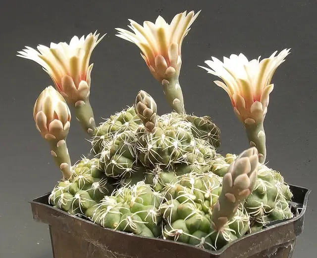 mini cactus_Gymnocalycium amerhauseri