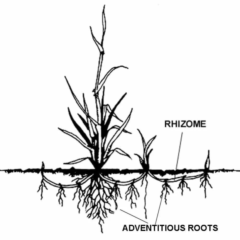 plante rhizomateuse