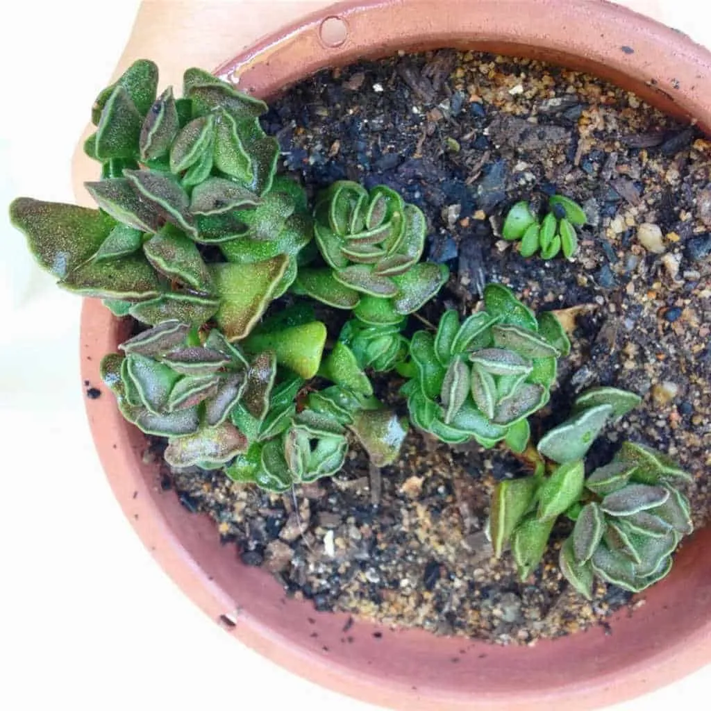 Adromischus cristatus