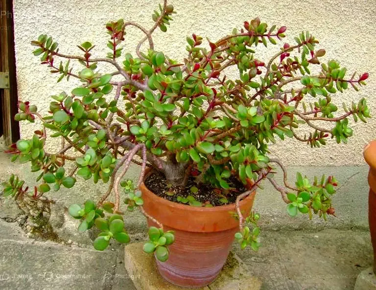crassula succulente