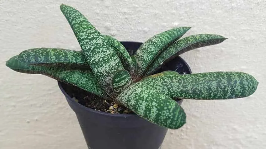 gasteria succulentes