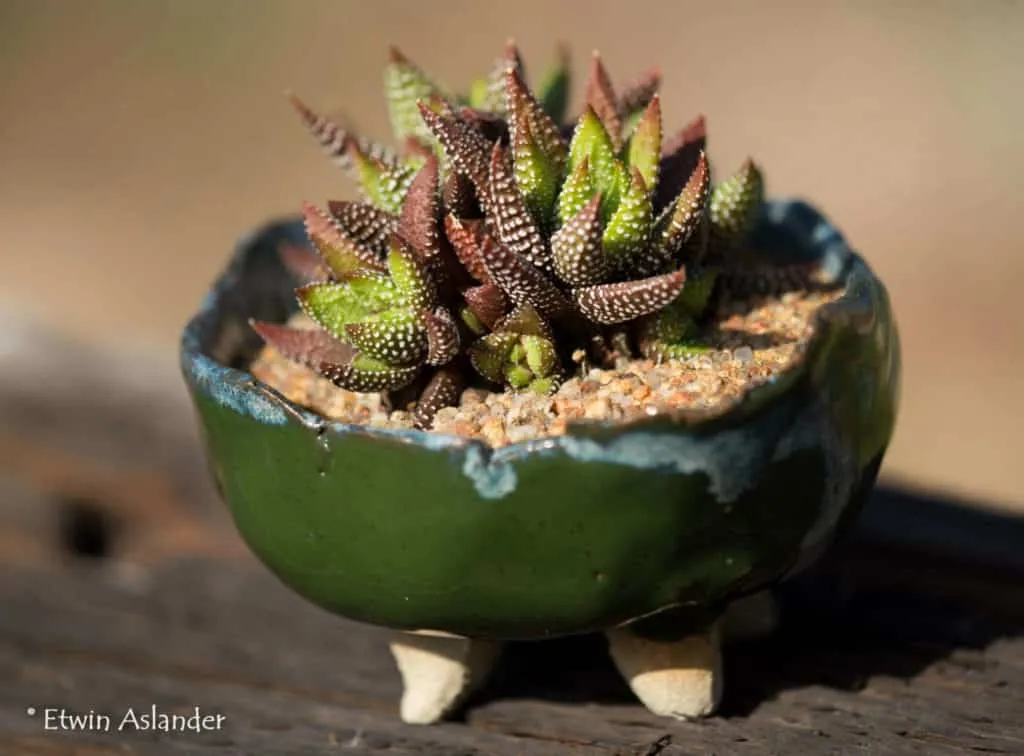 haworthia attenuata