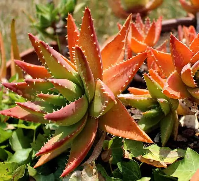 Aloe nobilis