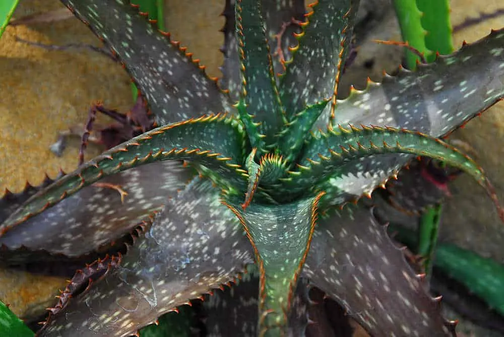 Entretien des plantes succulentes