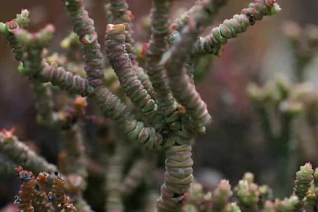 Crassula rupestris Marnieriana