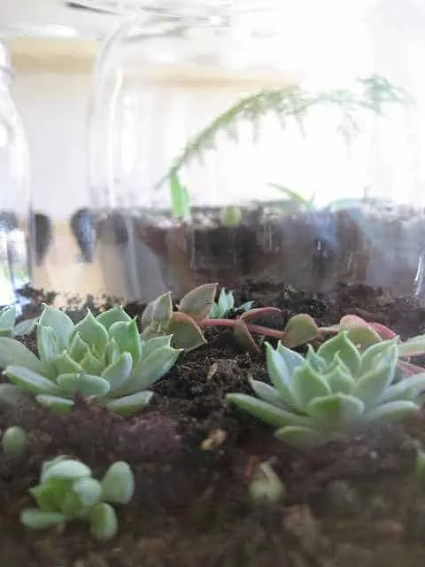 Astuce entretien des plantes succulentes