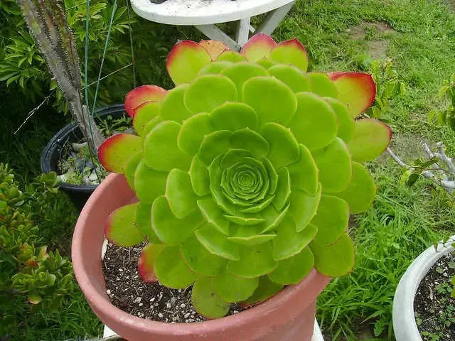 Saladier rouge Aeonium urbicum Rubrum