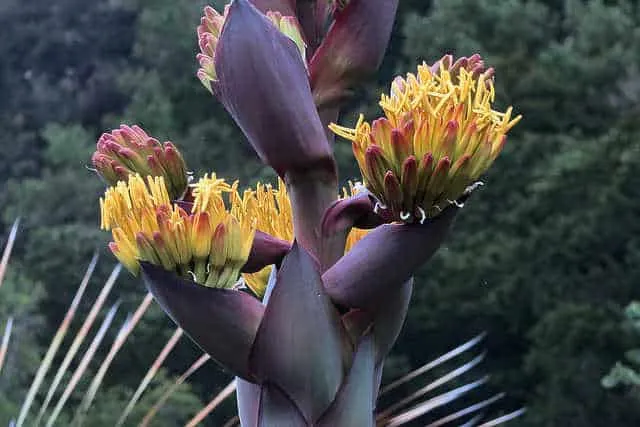 AGAVE SHAWII EN FLEUR