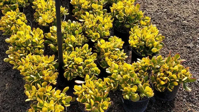  crassula-ovata-sunset