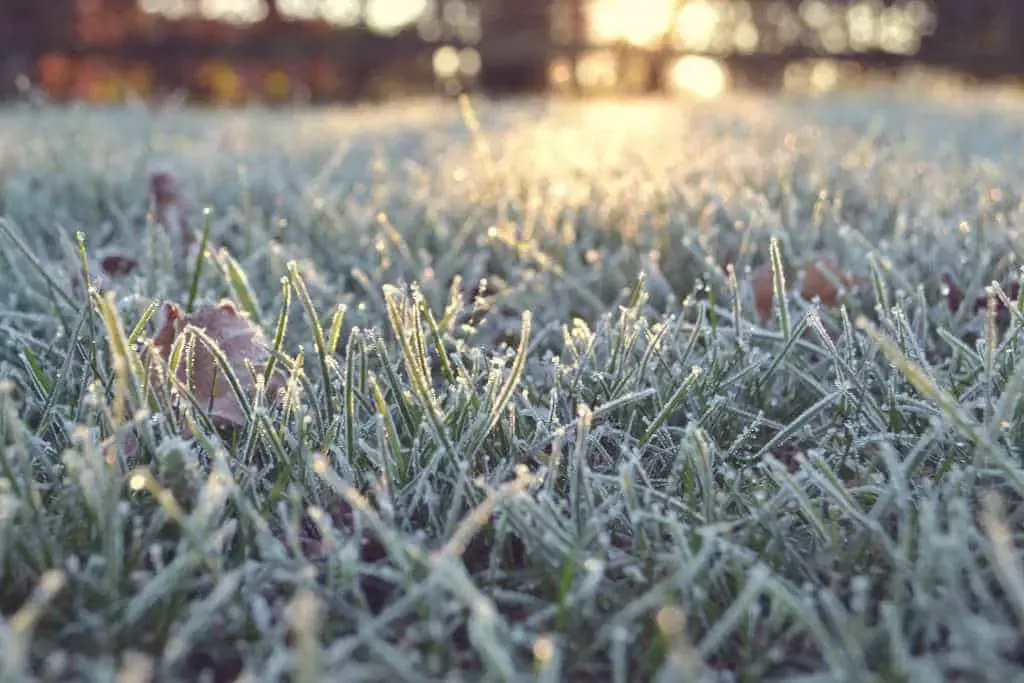 plante rustique définition