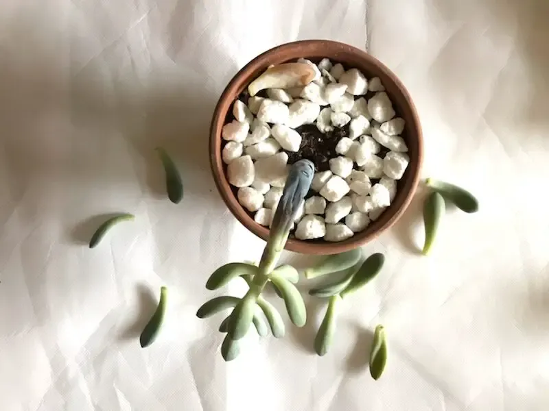 plante succulente morte