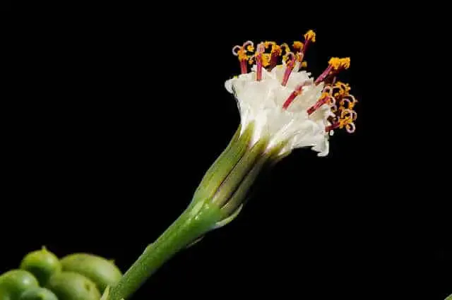 4. Senecio rowleyanus source Flickr/ Bahamut Chao/ https://bit.ly/2CWBPMt