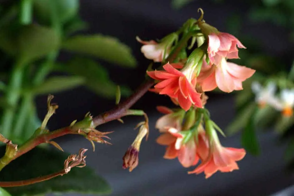 kalonchoe-succulente-retombant