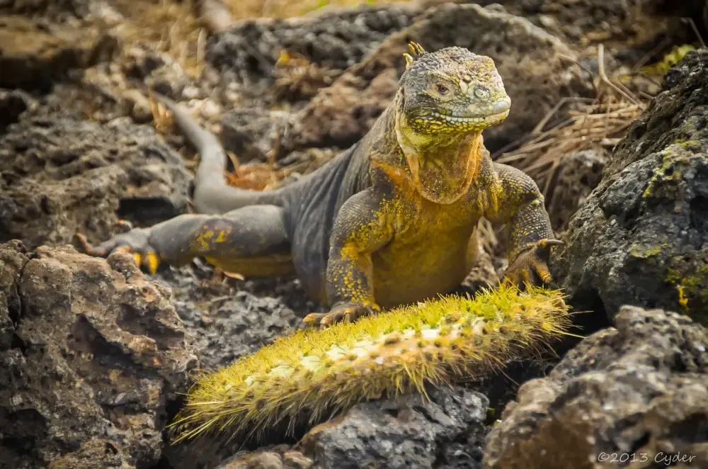 animaux mange cactus