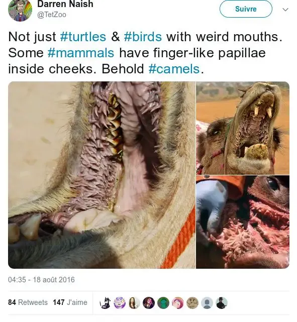 La bouche d'un chameau 