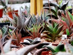 haworthias - bouture cactus