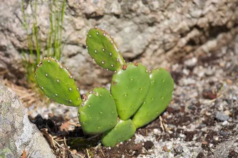 opuntia humifusa