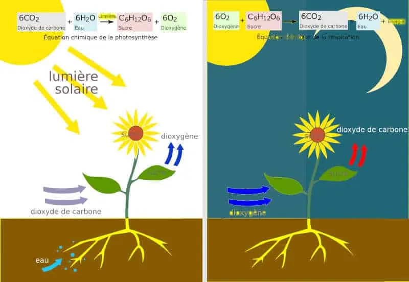 schéma de la photostynthèse