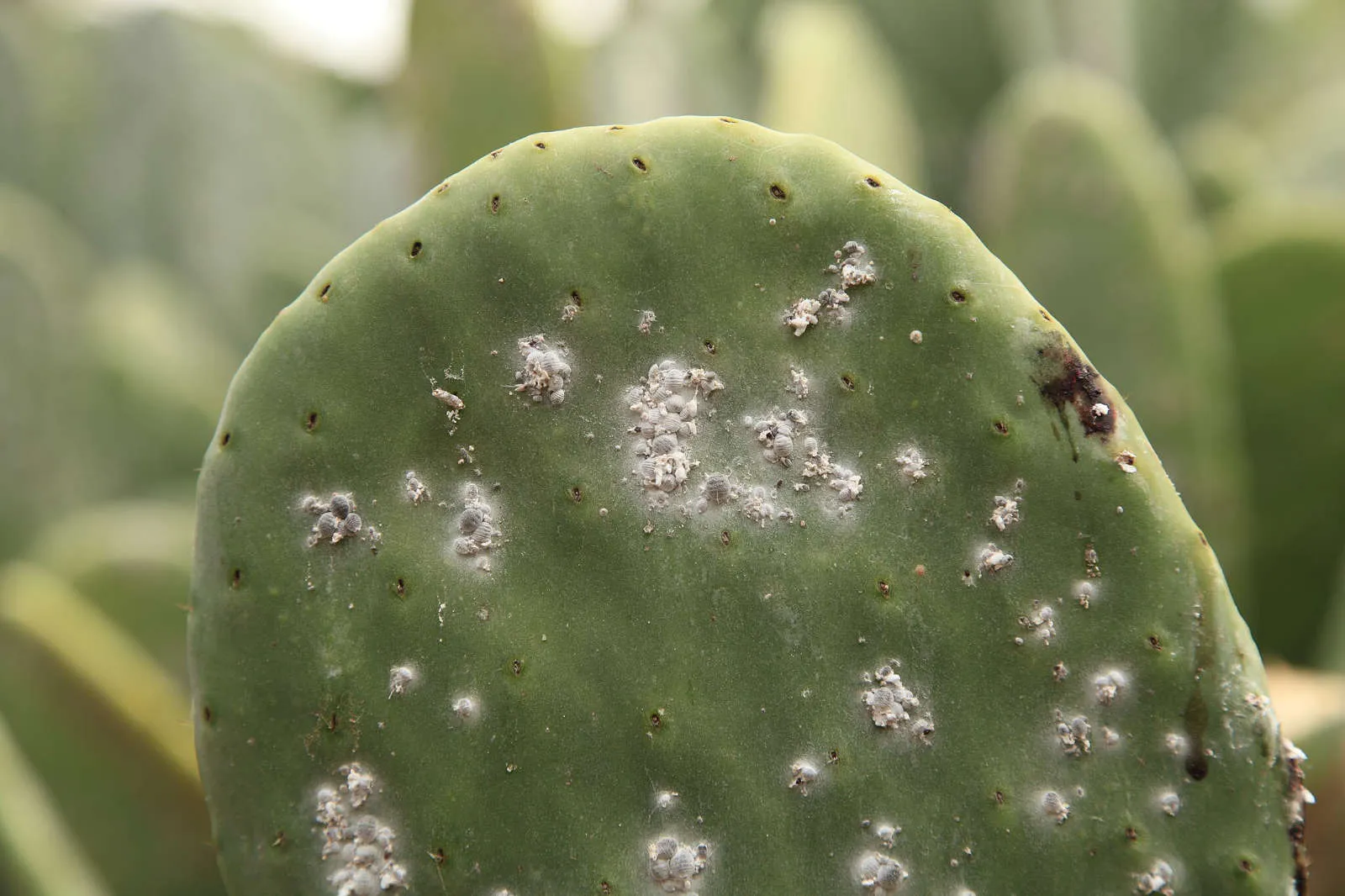 cactus infecté cochenille farineuse