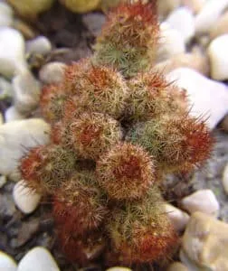 Mammillaria elongata