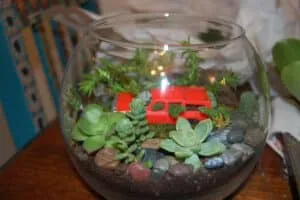 un joli petit terrarium plante succulente et cactus