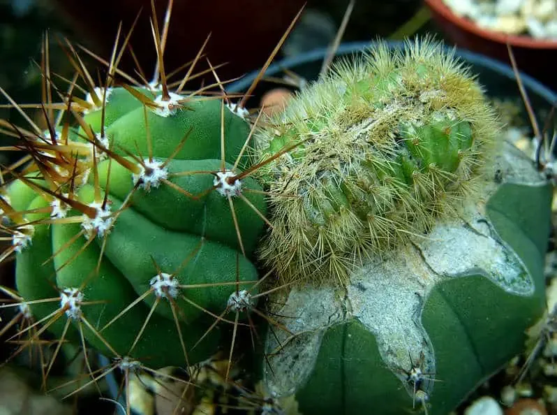 bouture cactus vs greffe