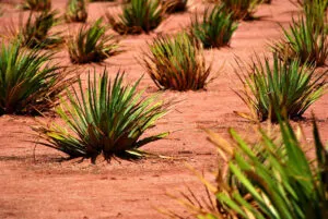 Agave dans la nature [source : Mr. Theklan | Flickr]
