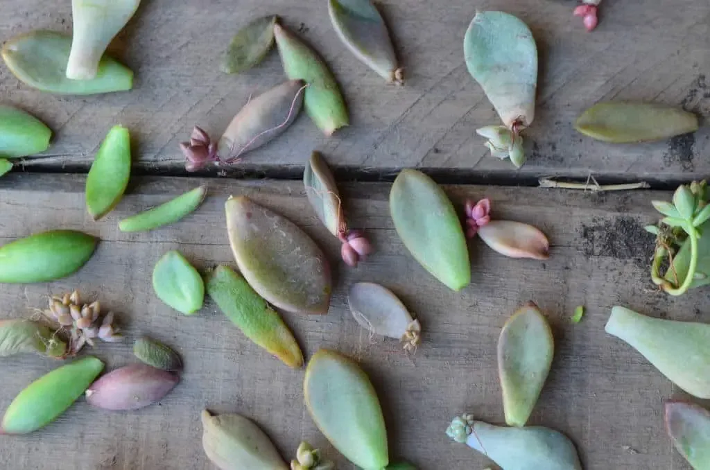 bouture-cactus-et-succulente-