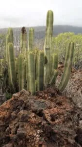 cactus-en-forme-de-cierge