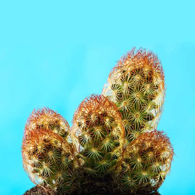mammilaria-elongata