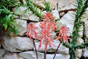 Aloe_aristata fleurs
