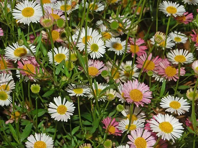 Erigeron_karvinskianus