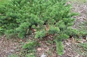 Juniperus conferta
