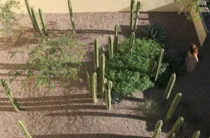 jardin sec et cactus