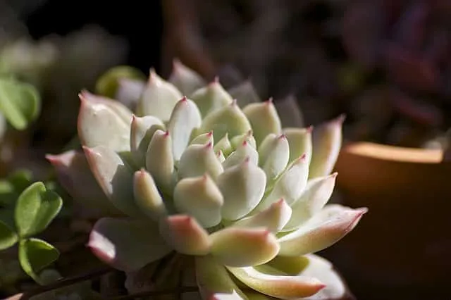Echeveria prolifica Echeveria prolifica