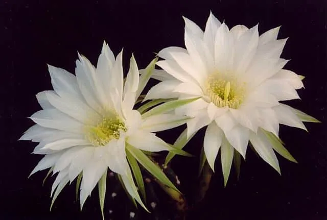 cactus fleurs blanches