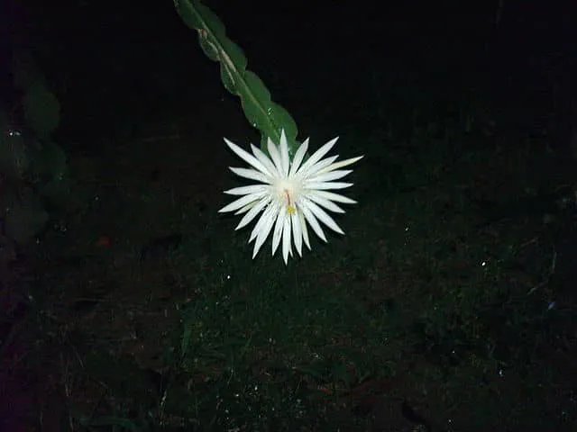 Epiphyllum Strictum