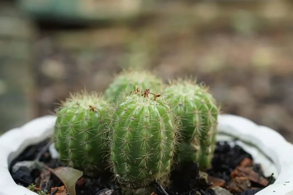 terre pour cactus