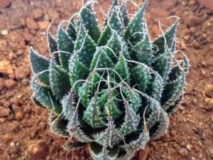 Haworthia_arachnoidea