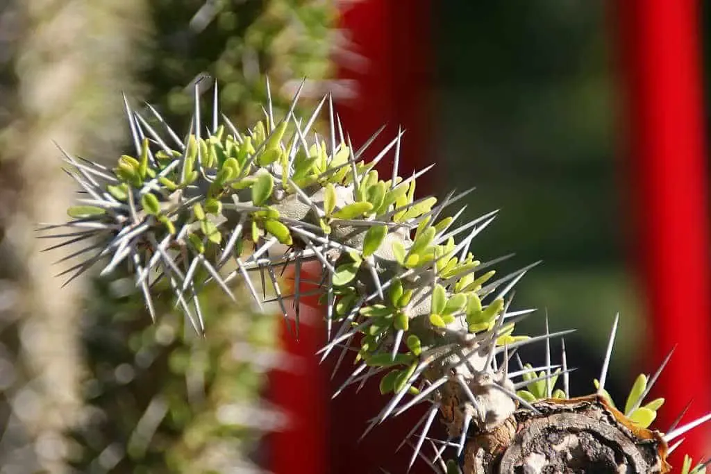 Didiereaceae - Didierea_trollii