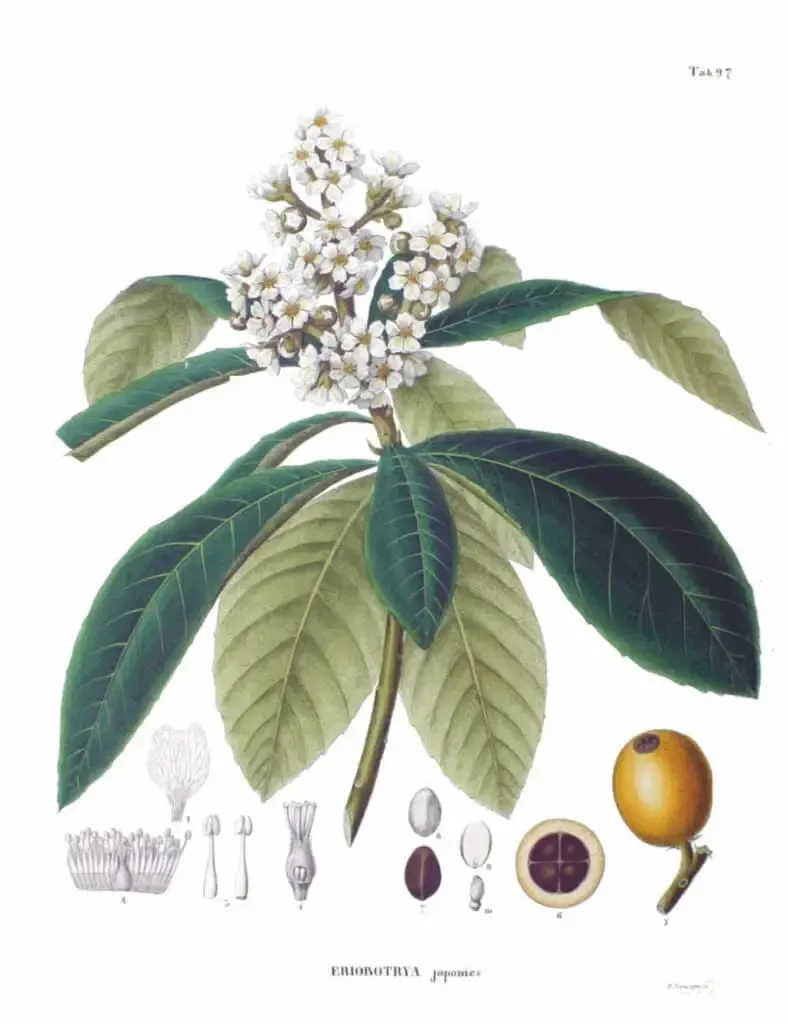 Eriobotrya_japonica