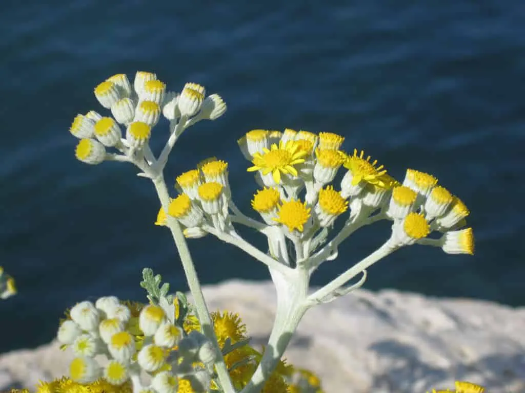 Helichrysum_italicum