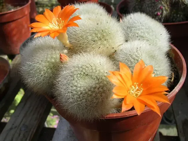 Rebutia Muscula