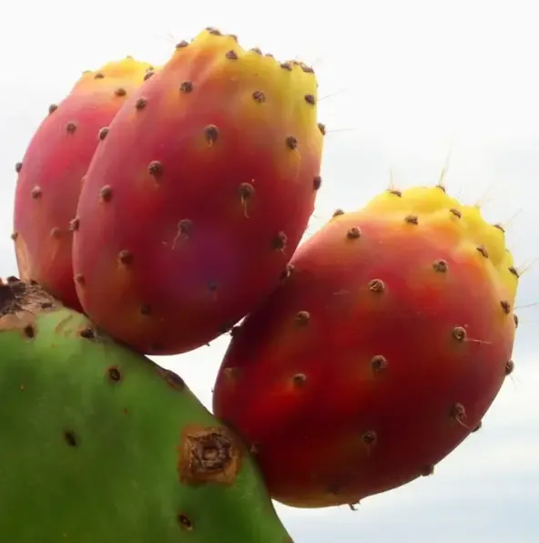 Opuntia ficus-indica