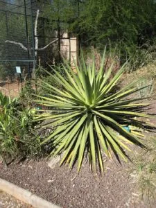 Agave_ocahui