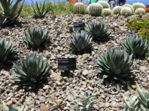 Agave ocahui