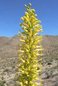 Agave_utahensis_fleur