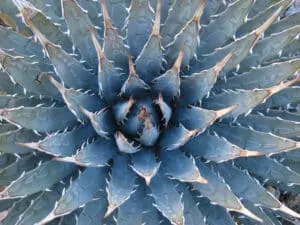 agave utahensis global