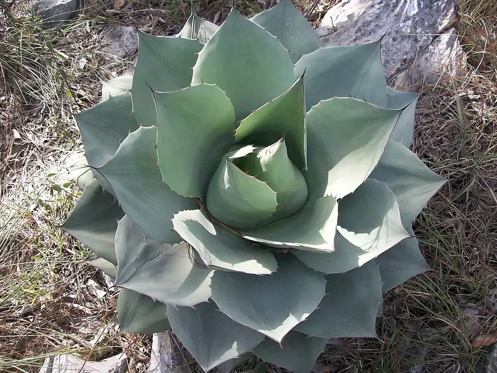 Agave_ovatifolia
